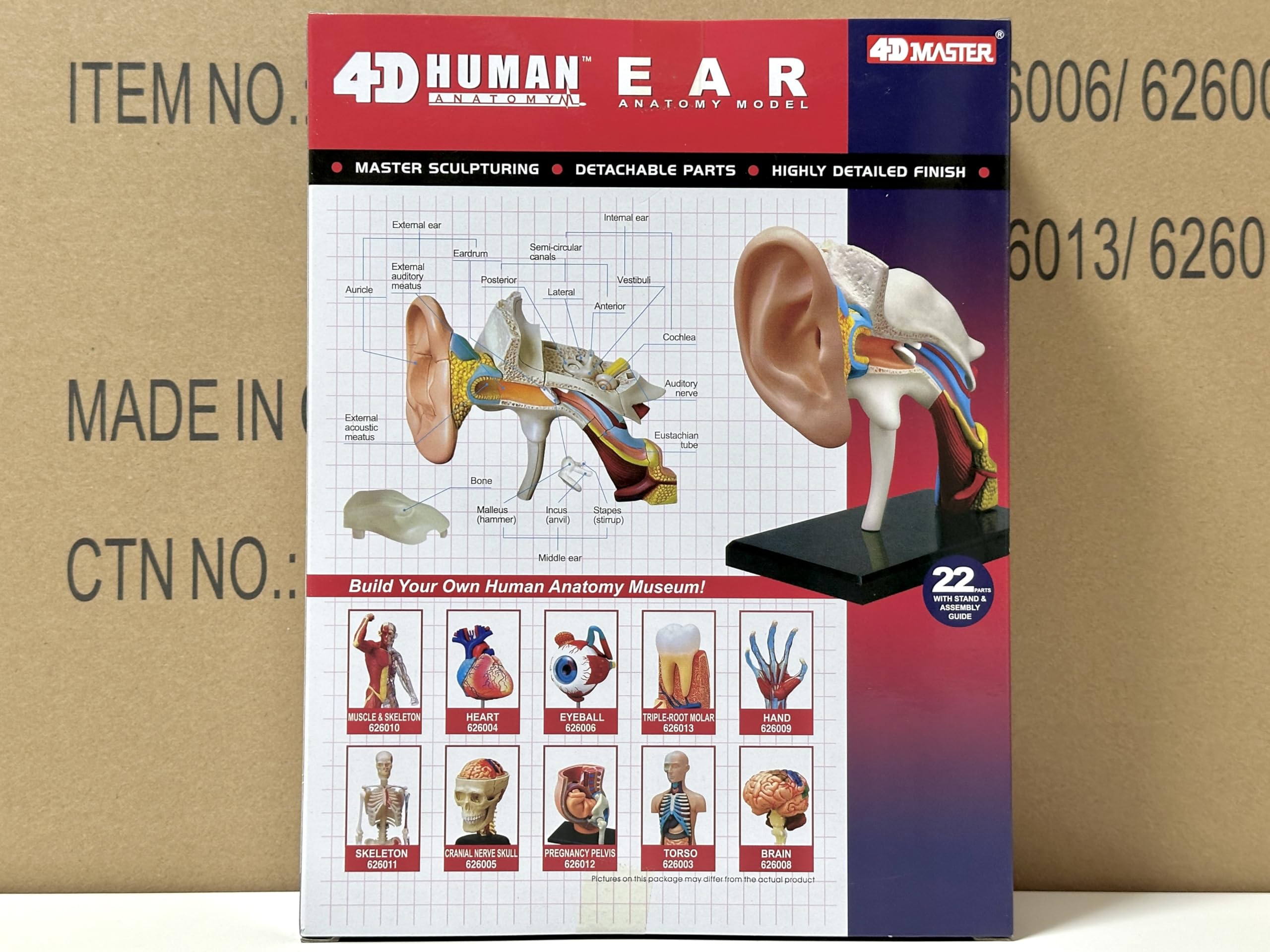 Amazon | 4D立体パズル 人体解剖モデル 耳 4D Human 626007 Ear